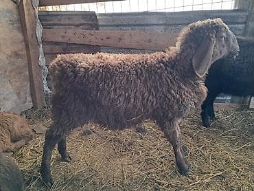 беде уурук: Сатам | Ургаачы кой (ургаачы) | Көбөйтүү үчүн | Токту — 2