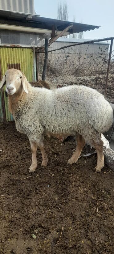 продаю кролов: Продаю | Овца (самка) | Для разведения — 2