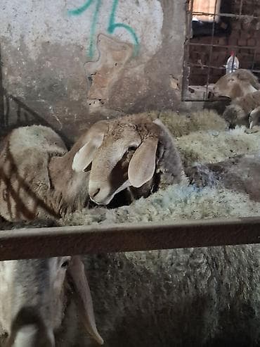 кармушка для овца: Продаю | Баран (самец) | Арашан | Для разведения — 4