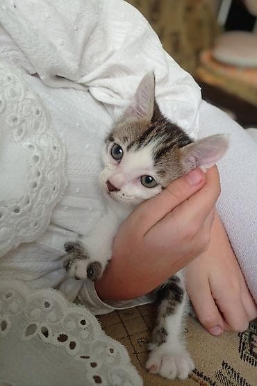мышык сатып алам: Отдаем котёнка, девочку, в хорошие руки. Здоровая, игривая, к лотку — 1