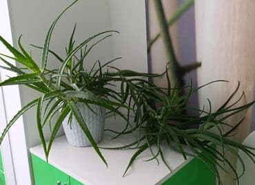 с.к.кыдыралиев а.б.урдалетова г.м.дайырбекова математика 6 класс: Алоэ 
возраст 5 лет 
650 сом — 4