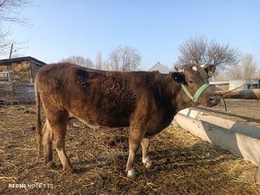 сухое молоко для животных: Продаю | Корова (самка) | Для молока | Привязанные — 7