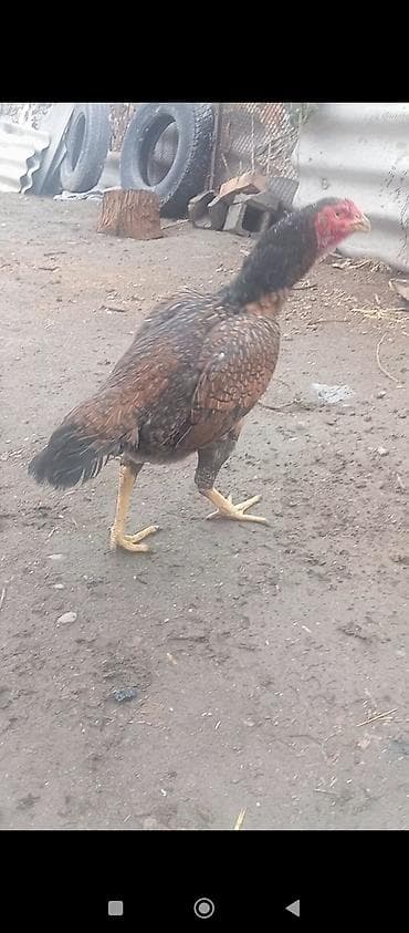 Въетнам курица цена 3000возраст 2 года