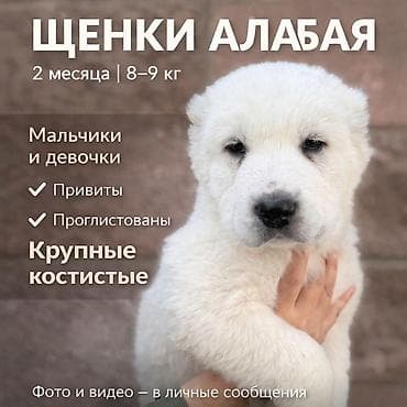 тайган щенки: Алабай, 2 месяца, Самка, С прививкой — 1