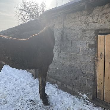 чк лошадь: Продаю | Жеребец | Рабочий — 9