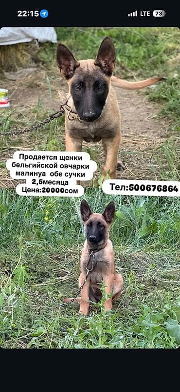 уй жаныбары: Бельгия овчаркасы, 2 айлык, Ургаачы — 1