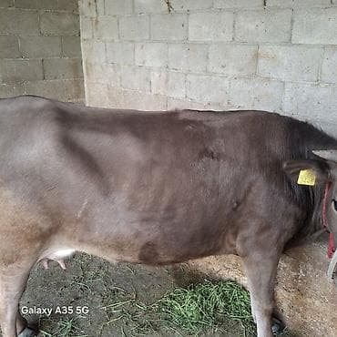 ит мышык: Сатам | Уй (ургаачы) | Швиц | Сүт алуу үчүн | Байланган — 4