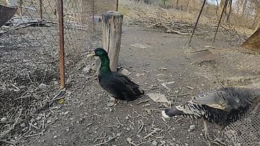 Коровы, быки: Утка (селезень) с насыщенным чёрным оперением с изумрудным отливом — 2