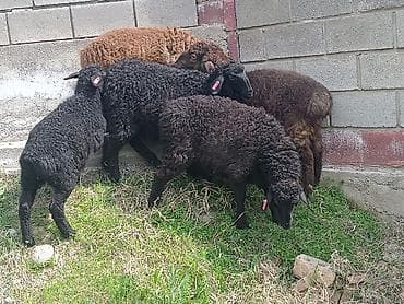 бычки швиц: Продаю | Ягненок | На забой | Племенные — 1