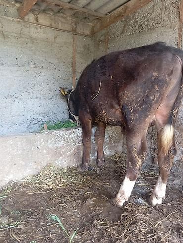 гуси линда: Продаю | Бык (самец) | На откорм | Привязанные — 3