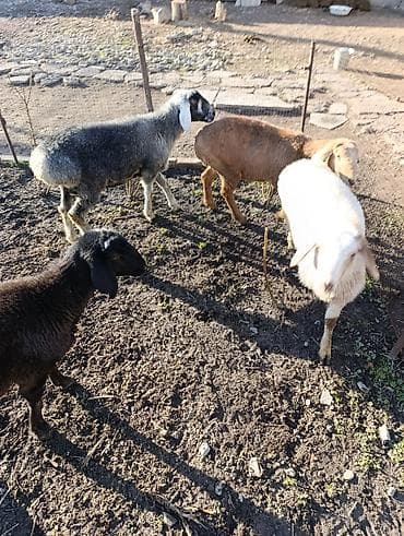 Грызуны: Продаю | Ягненок | Для разведения — 2