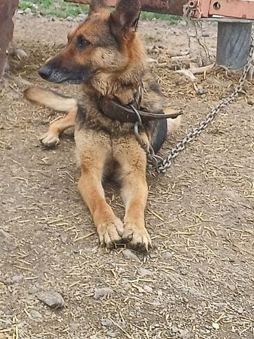 Щенки, похожие на немецкую овчарку Описание: - Помёт от собаки
