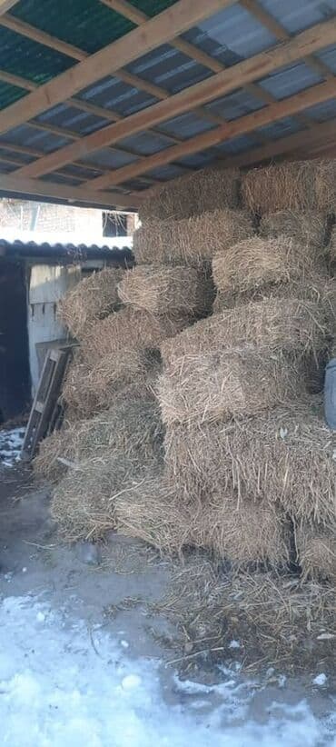 корова дойный: Сено в тюках

- — 1