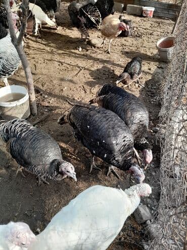 где можно купить йоркширского терьера: Продаю | Индюк (самец) | Для разведения | Племенные — 2