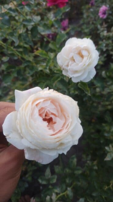 где купить саженцы гортензии в бишкеке: Көчөттөр гүлдүн: Розалар — 2