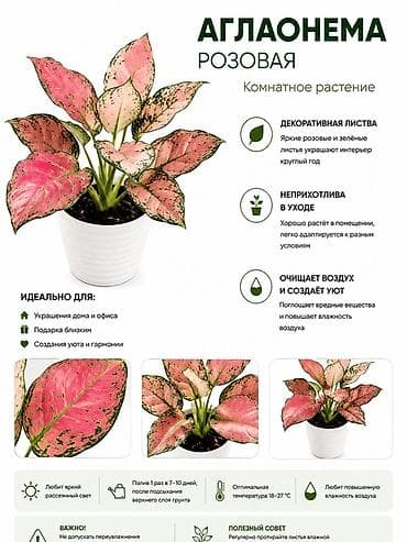 Аглаонема розовая — комнатное декоративнолистное растение в горшке at lalafo.kg Аглаонема розовая — комнатное декоративнолистное растение в горшке