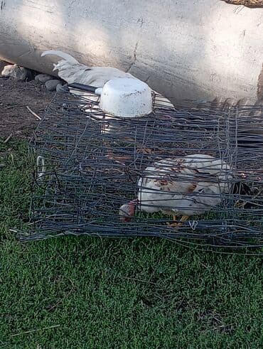 собака доберман сколько стоит: Продаю | Куры | Домашняя | Для разведения — 1