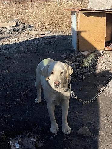 лабладор собака: Лабрадор-ретривер, самка, светло-бежевый (палевый) окрас. Крупный — 2