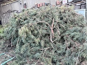 сосновке: Хвойные ветки (сосна) отун бекер бесплатно Бир портер чыгат — 1