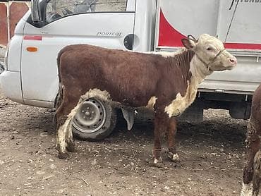 дойыный карова: Продаю | Корова (самка), Тёлка | Герефорд | На откорм, Для разведения, Для молока — 6