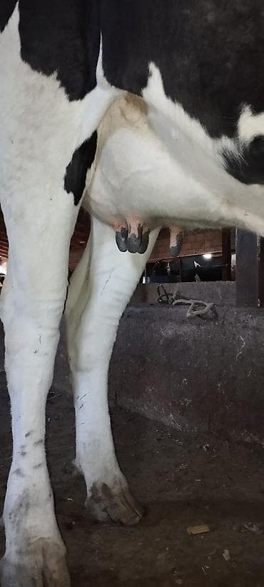 телята голштин: Продаю | Корова (самка) | Голштин | Для молока | Привязанные — 4