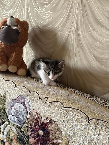 Иттер: Отдам котенка в добрые руки. К лотку приручен — 1