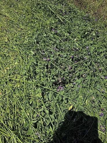 С/х животные и товары: 🌾 Продаю люцерну в тюках 🌾 🌾 Прессовать буду 12-13 июля🌾 ✅ Состояние — 6