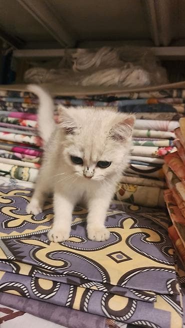 котята золотая шиншилла: Скотиш Страйт (Шотландская прямоухая), 3 месяца, Мальчик, Серебристая шиншилла, Приучена к лотку — 6