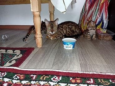 кошки манчкины: Бенгальская, 1 месяц, Девочка, Приучена к лотку — 6