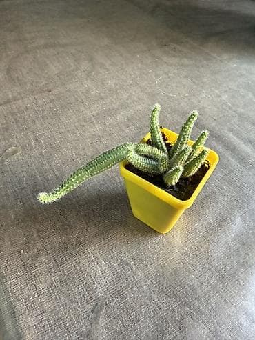 Эхинопсис хамецереус (Echinopsis chamaecereus), который в народе часто