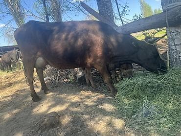 немецский дог: Продаю | Корова (самка) | Полукровка | Для молока | После отела — 4