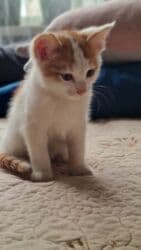 куда можно отдать собаку в бишкеке: Самый лучший подарок- это живой активный малыш,который станет — 10