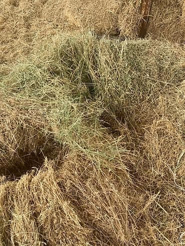 кролики фландр крол крольчата бабочка: Сено луговое в тюках количество: 200 шт (примерно) - Состав — 3