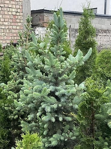 купить самшит: Все виды хвойных растений🌲 •Голубые, зелёные, тянь-шаньские ели •Туи — 5