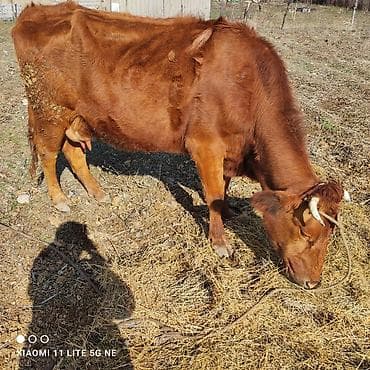 Продаю | Корова (самка) | Для молока | Привязанные