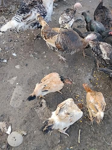 индюк бик 6: Продаются сельскохозяйственные птицы смешанного поголовья для — 5