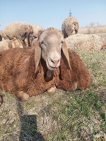 кошка котенок: Продаю | Овца (самка) | Для разведения | Племенные — 3