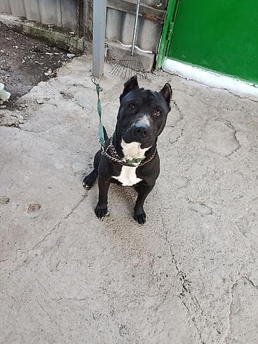 как купить собаку: Вязка: Питбуль, Самец, 2 года, С прививкой, С родословной — 1