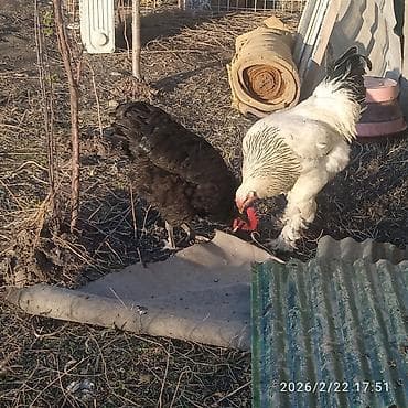пл: Продаю | Петух | Брама | Для разведения — 1