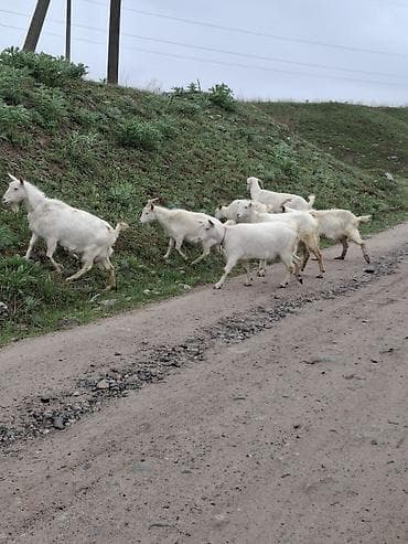 одежда на девочку: Козье молоко домашнее - Натуральное козье молоко из небольшого — 5