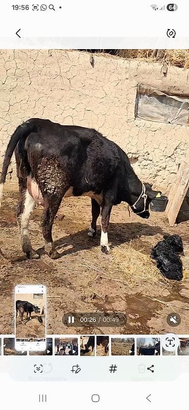 уй корова: Продаю | Корова (самка) | Полукровка | Для молока | После отела — 6