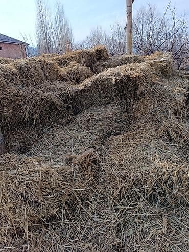 породистые кошки бишкек: Другие с/х животные — 2