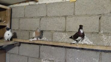 корм для птенцов волнистых попугаев: Продаются голуби: Голубка ореховая такла, бакинцы, узбекские. Цены — 5