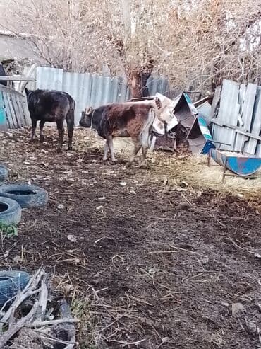 продаю в связи с переездом: Сатам | Уй (ургаачы) | Бордоп семиртүү үчүн | Байланган — 2