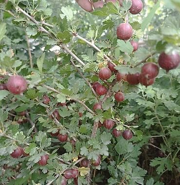 красная рыба: Крыжовник красноплодный (сортовой уст). Куст 2-х летка .Цена — 5