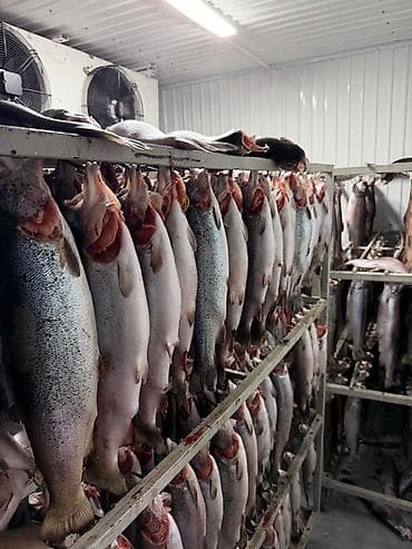 балык фарель: Форель на подвесе замороженная. Не потрошенная. Форель радужная. Вес — 2