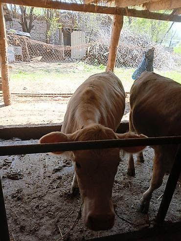 продаю уй: Продаю | Тёлка | Полукровка | На откорм | Племенные — 5