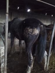 продажа щенков немецкой овчарки с документами в бишкеке: Продаю | Жеребец | Для разведения — 2