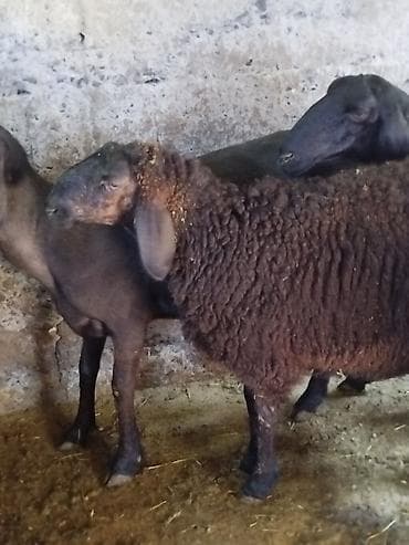 брама кохинхин цыплята: Продаю | Овца (самка) | Для разведения | Ярка — 8