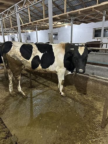 Продаю | Бык (самец), Музоо, торпок | Полукровка | На откорм, На забой, Для разведения | Привязанные